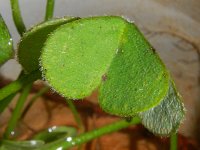 Oxalis articulata 3, Knolklaverzuring, Saxifraga-Rutger Barendse