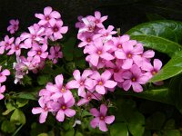 Oxalis articulata 5, Knolklaverzuring, Saxifraga-Rutger Barendse