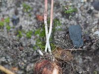 Oxalis latifolia 4, Brede klaverzuring, Saxifraga-Rutger Barendse