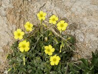 Oxalis pes-caprae 14, Saxifraga-Jan van der Straaten