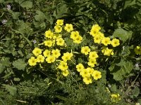 Oxalis pes-caprae 16, Saxifraga-Jan van der Straaten