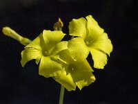 Oxalis pes-caprae 17, Saxifraga-Willem van Kruijsbergen