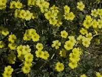 Oxalis pes-caprae 20, Saxifraga-Willem van Kruijsbergen