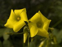 Oxalis pes-caprae 3, Saxifraga-Willem van Kruijsbergen