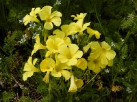 Oxalis pes-caprae 32, Saxifraga-Ed Stikvoort