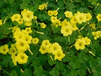 Oxalis pes-caprae 33, Saxifraga-Ed Stikvoort