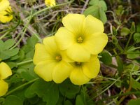 Oxalis pes-caprae 37, Saxifraga-Ed Stikvoort