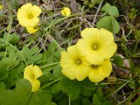 Oxalis pes-caprae 38, Saxifraga-Ed Stikvoort