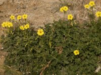 Oxalis pes-caprae 4, Saxifraga-Willem van Kruijsbergen