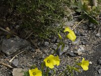 Oxalis pes-caprae 7, Saxifraga-Willem van Kruijsbergen