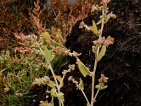 Oxybasis chenopodioides 4, Beursjesganzenvoet, Saxifraga-Ed Stikvoort