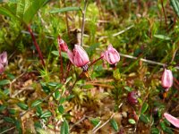 Oxycoccos qudripetalus 2, Saxifraga-Hans Grotenhuis