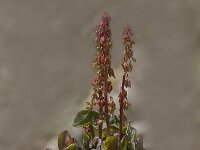 Oxyria digyna 7, Saxifraga-Luuk Vermeer