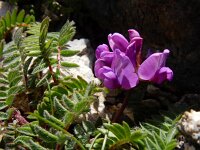 Oxytropis jacquinii 11, Saxifraga-Ed Stikvoort