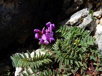 Oxytropis jacquinii 12, Saxifraga-Ed Stikvoort