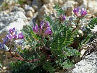 Oxytropis jacquinii 2, Saxifraga-Jan van der Straaten