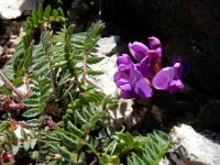 Oxytropis jacquinii 8, Saxifraga-Ed Stikvoort