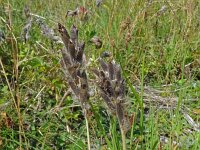 Oxytropis pilosa 9, Saxifraga-Hans Grotenhuis