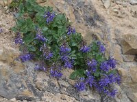 Paederota bonarota 2, Saxifraga-Harry Jans