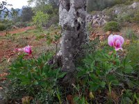 Paeonia broteri 14, Saxifraga-Ed Stikvoort