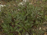 Paeonia broteri 6, Saxifraga-Willem van Kruijsbergen