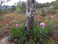 Paeonia broteri 9, Saxifraga-Ed Stikvoort