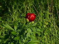 Paeonia peregrina 1, Saxifraga-Dirk Hilbers