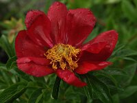 Paeonia saueri 4, Saxifraga-Harry Jans