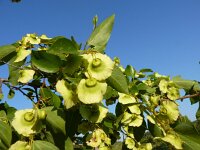 Paliurus australis 3, Saxifraga-Jasenka Topic