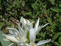 Pancratium illyricum 3, Saxifraga-Jeroen Willemsen