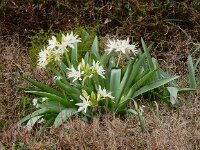 Pancratium illyricum 4, Saxifraga-Peter Meininger
