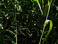 Panicum capillare ssp barbipulvinatum 10, Saxifraga-Rutger Barendse
