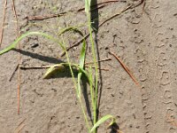 Panicum capillare ssp barbipulvinatum 7, Saxifraga-Rutger Barendse