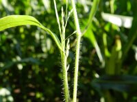 Panicum capillare ssp barbipulvinatum 9, Saxifraga-Rutger Barendse