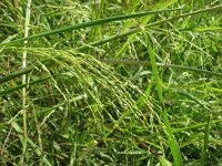 Panicum dichotomiflorum 3, Kale gierst, Saxifraga-Jasenka Topic