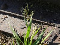 Panicum miliaceum ssp ruderale 11, Saxifraga-Rutger Barendse