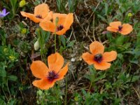 Papaver apulum 2, Saxifraga-Ed Stikvoort : Kato Gerakari en Alikana s9900