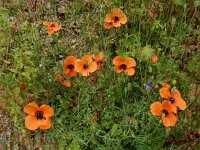 Papaver apulum 3, Saxifraga-Ed Stikvoort : Limni Keri Zakynthos s9900
