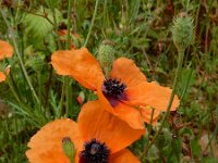 Papaver apulum 4, Saxifraga-Ed Stikvoort : Limni Keri Zakynthos s9900