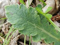 Papaver atlanticum 10, Donzige klaproos, Saxifraga-Rutger Barendse