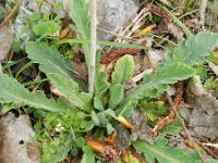 Papaver atlanticum 11, Donzige klaproos, Saxifraga-Rutger Barendse