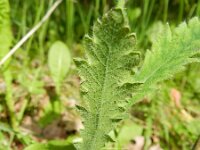 Papaver atlanticum 12, Donzige klaproos, Saxifraga-Rutger Barendse