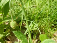 Papaver atlanticum 13, Donzige klaproos, Saxifraga-Rutger Barendse