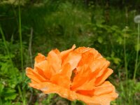 Papaver atlanticum 14, Donzige klaproos, Saxifraga-Rutger Barendse