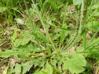 Papaver atlanticum 15, Donzige klaproos, Saxifraga-Rutger Barendse