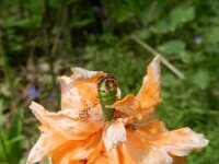 Papaver atlanticum 16, Donzige klaproos, Saxifraga-Rutger Barendse