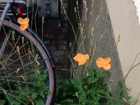 Papaver atlanticum 17, Donzige klaproos, Saxifraga-Ed Stikvoort