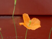 Papaver atlanticum 18, Donzige klaproos, Saxifraga-Ed Stikvoort