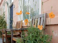 Papaver atlanticum 19, Donzige klaproos, Saxifraga-Ed Stikvoort