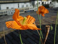 Papaver atlanticum 2, Donzige klaproos, Saxifraga-Ed Stikvoort